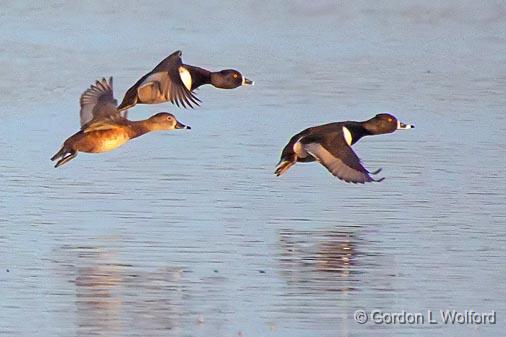 Ducks In Flight_24676A.jpg - Ring-necked Ducks (Aythya collaris) photographed along the Rideau Canal Waterway at Kilmarnock, Ontario, Canada.